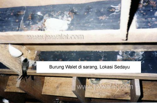 Hasil dari pemakaian sarang buatan JW walet yang berhasil membuat burung menempel dan bersarang