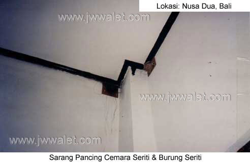 Pemasangan sarang pancing cemara seriti, lokasi Nusa Dua Bali