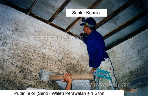 Perawatan rumah burung lewat pemutaran telor setelah 1,5 th oleh tenaga profesional