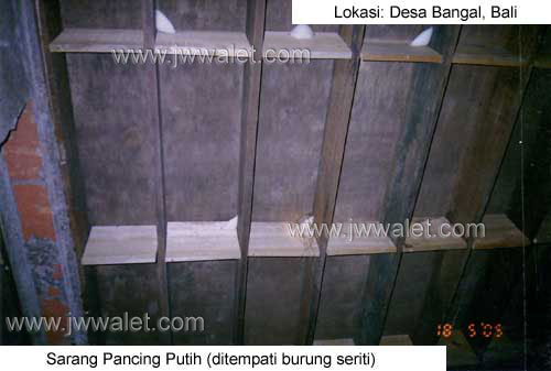 Pemasangan sarang pancing putih JW Walet, lokasi Desa Banual, Bali