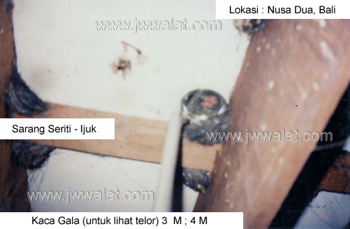 Pengecekan kondisi sarang dengan kaca galah spesial JW Walet, lokasi Bali